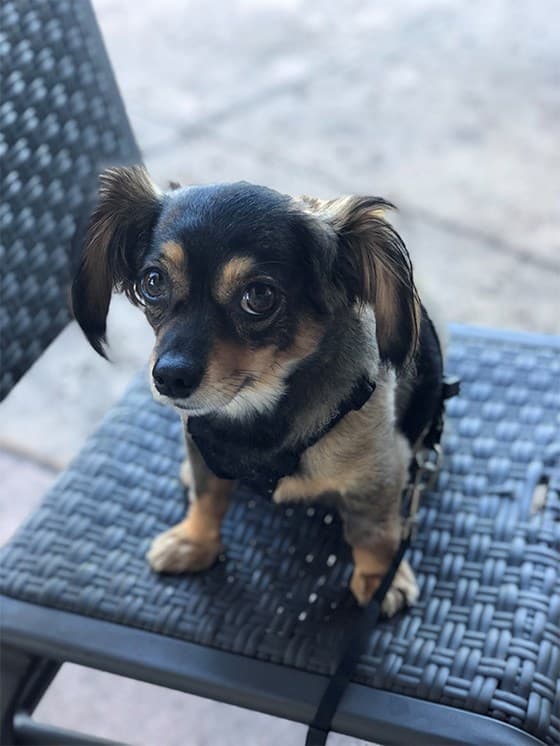 Brandie's dachshund-chihuahua mix