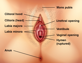 Vagina diagram